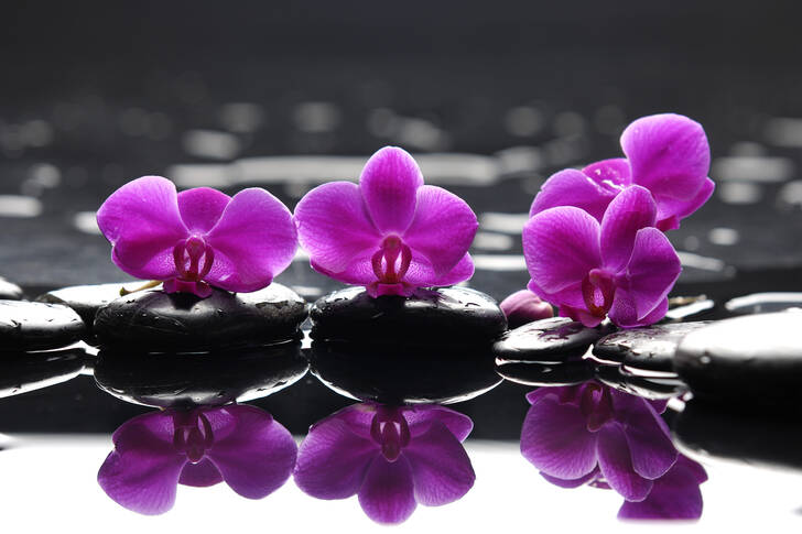 Orchids on black stones