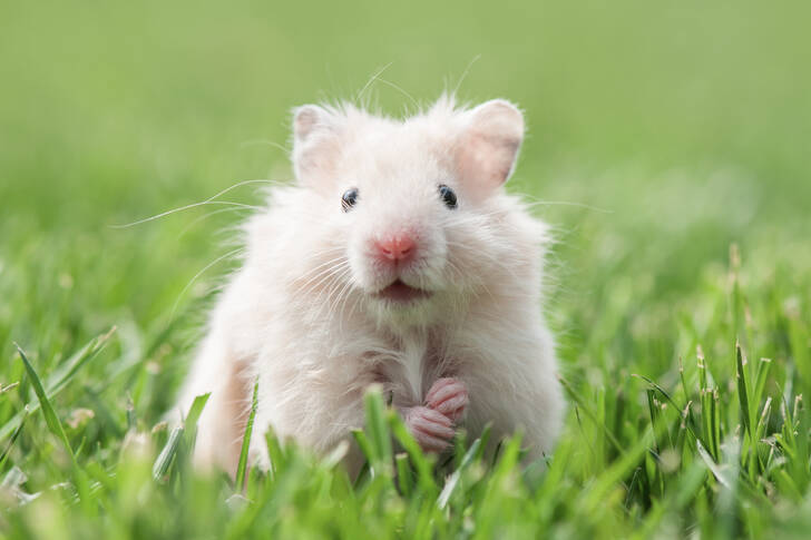 Witte hamster in het gras