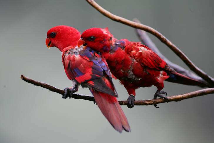 Red lories on a branch