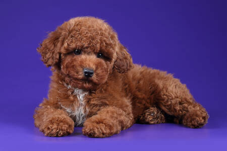 Poodle puppy