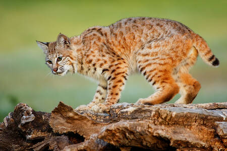 Lynx di atas batang kayu