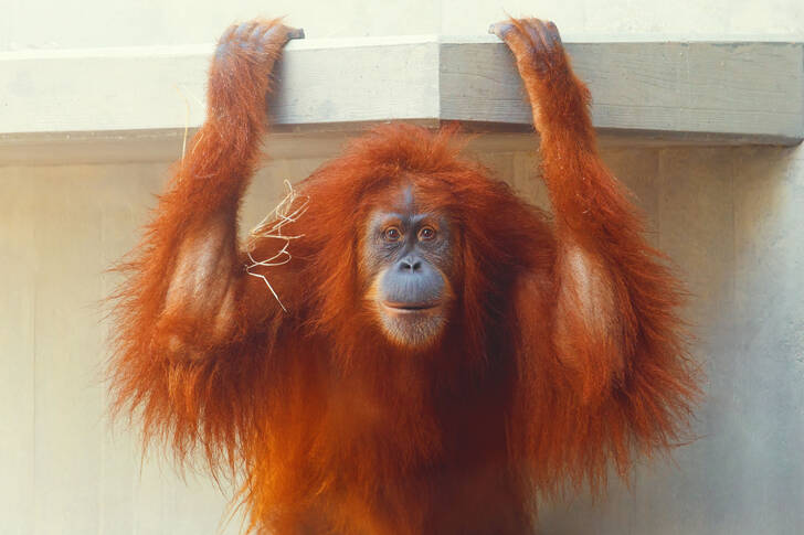 Orangutan near a white wall