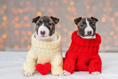 Filhotes de Bull Terrier Miniatura