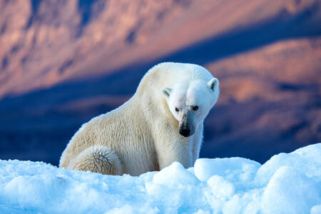 Oso polar