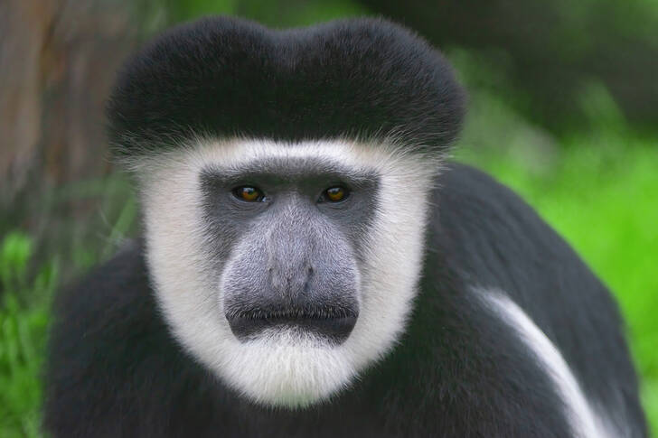 Porträt eines Colobus