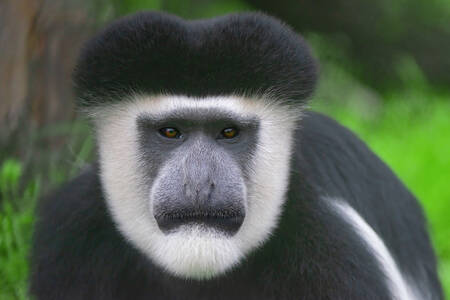 Portrait of a Colobus