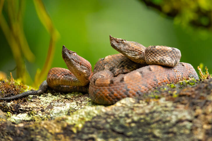Venomous snakes