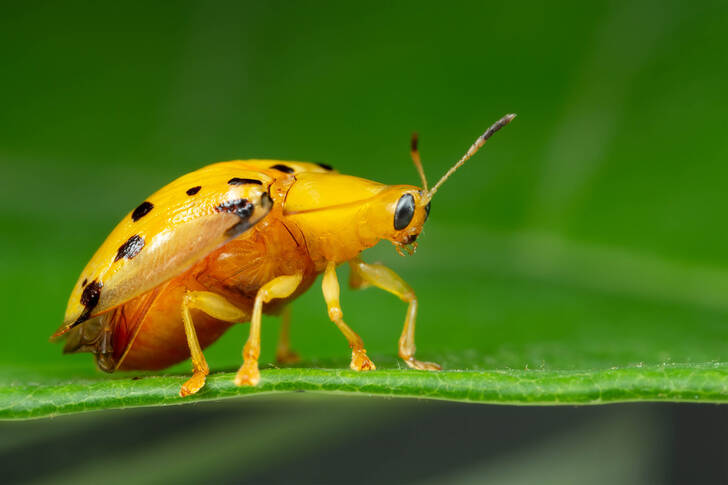 Kilpkonnamardikas rohelisel lehel