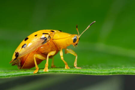 Turtle beetle on green leaf