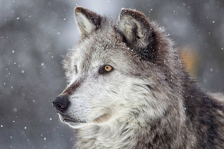 Portret szarego wilka