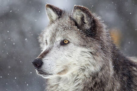 Ritratto di un lupo grigio