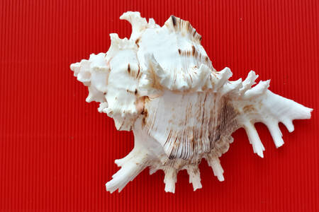 Muslingeskal på rød baggrund