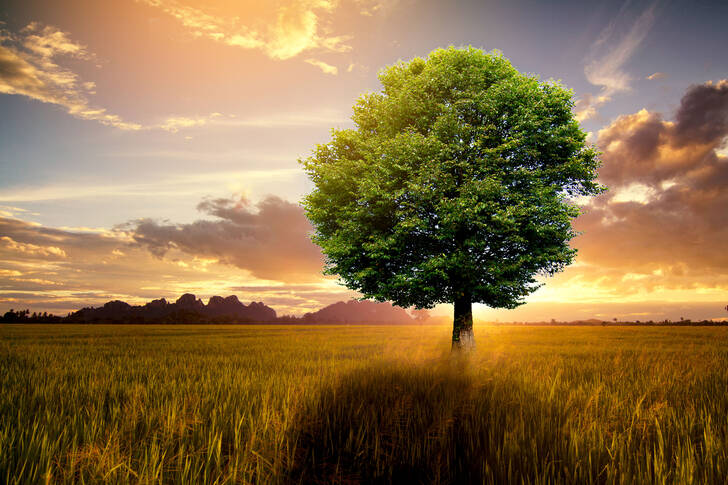 Een boom in het midden van een veld