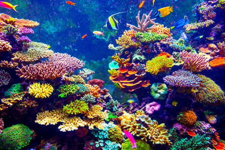 Arrecifes de coral y peces tropicales.