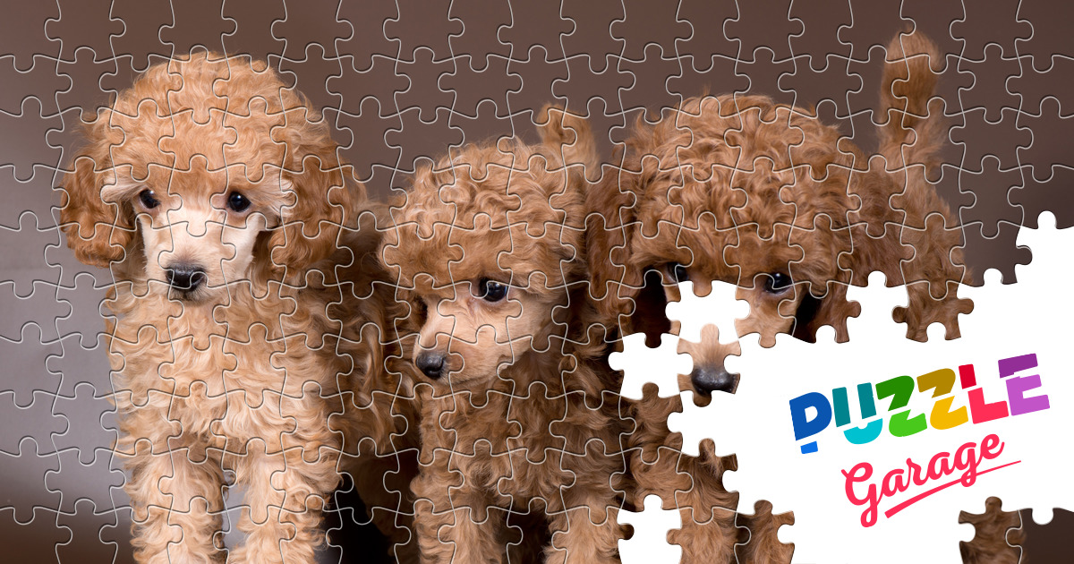 Apricot poodle puppies Jigsaw Puzzle (Animals, Pets) Puzzle Garage