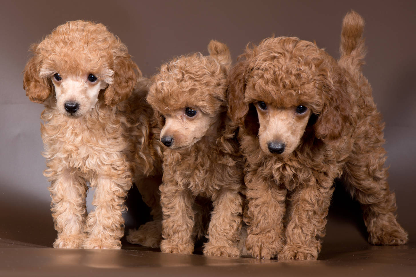 Apricot poodle puppies Jigsaw Puzzle (Animals, Pets) | Puzzle Garage