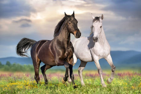 Dwa konie biegnące po polu