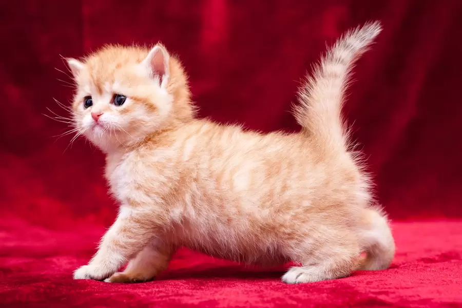 Gember kitten op rood satijn