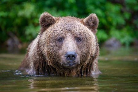 Medvěd hnědý ve vodě