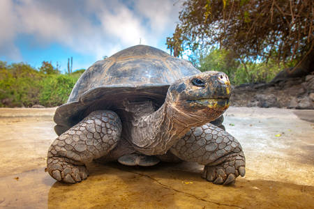 Galapagos teknős