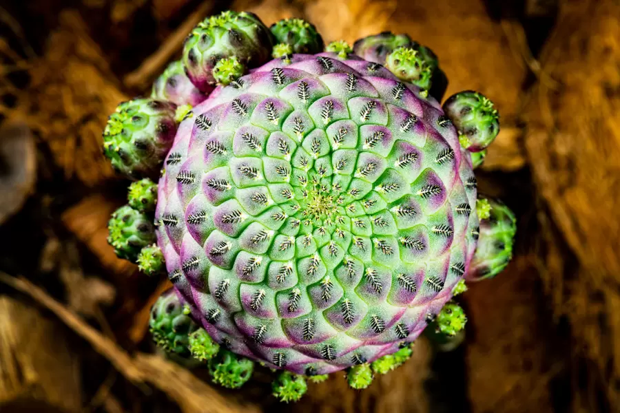 Cactus close-up