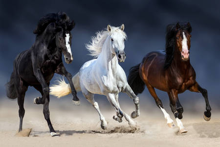 Horses of different stripes