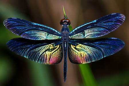 Dragonfly with colorful wings