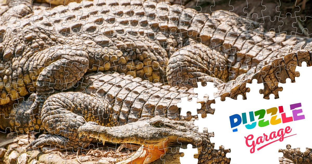 Crocodile Jigsaw Puzzle (Animals, Reptiles) Puzzle Garage
