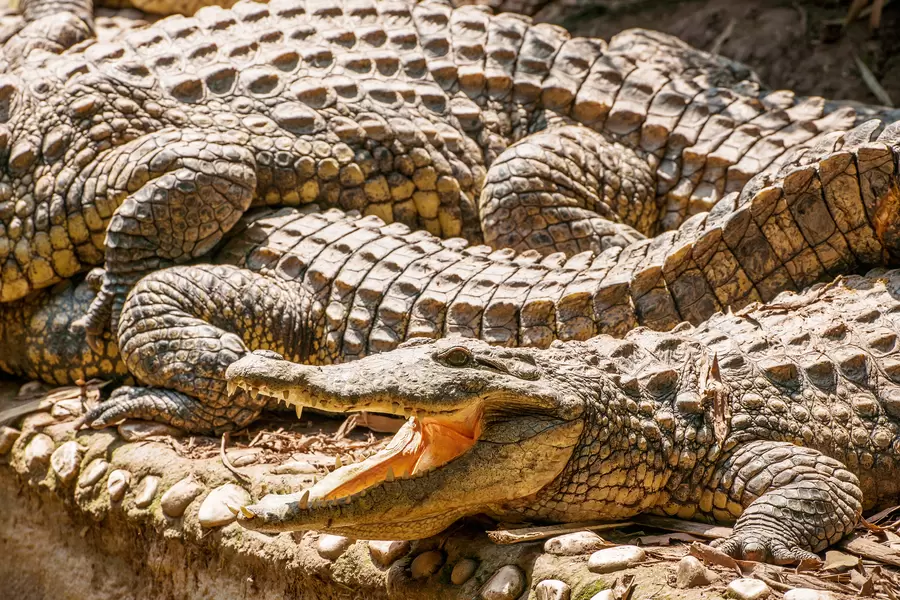 Krokodil