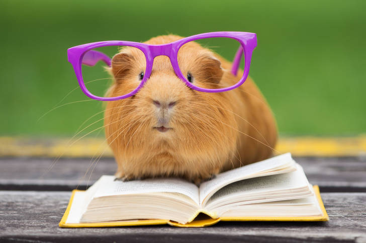 Guinea pig with glasses