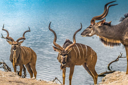 Kudu -antiloper