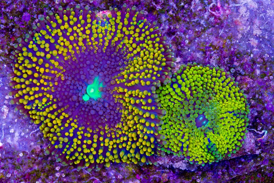 Coral Ricordia Yuma