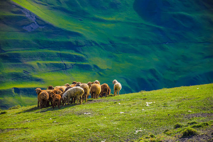 Stádo oviec v horách