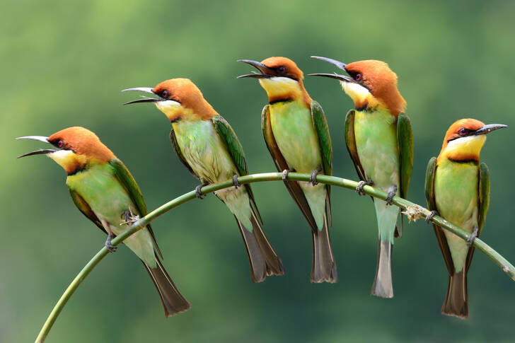 Birds on a branch