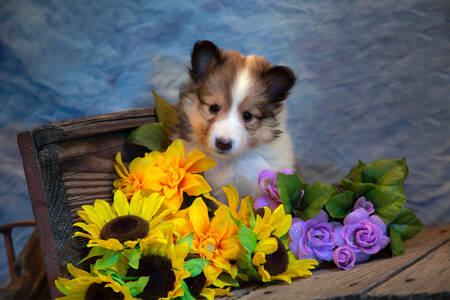 Sheltie puppy en bloemen