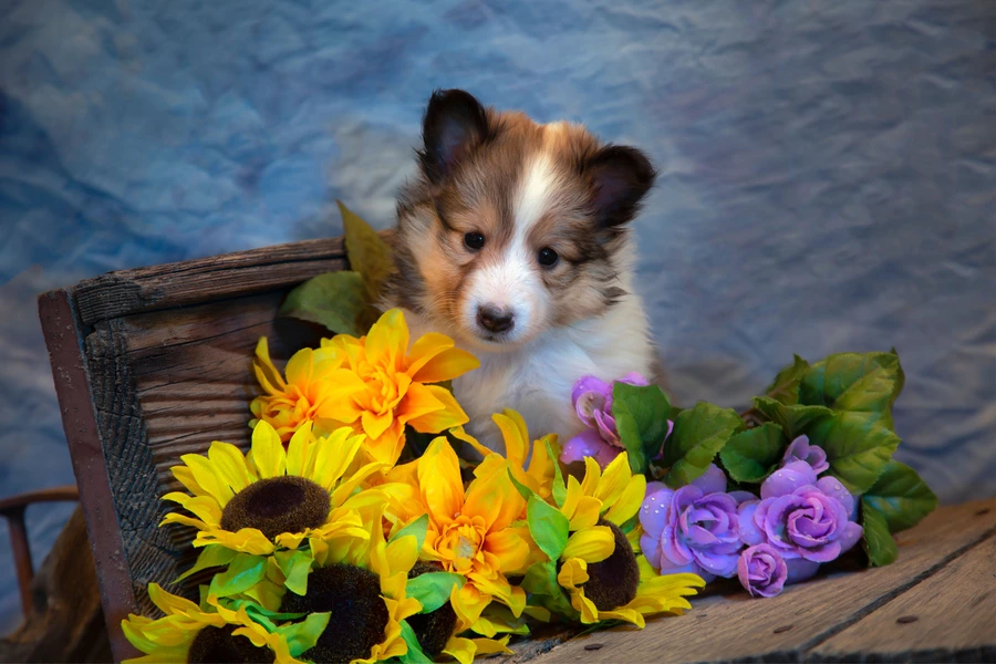 Sheltie kutsikas ja lilled