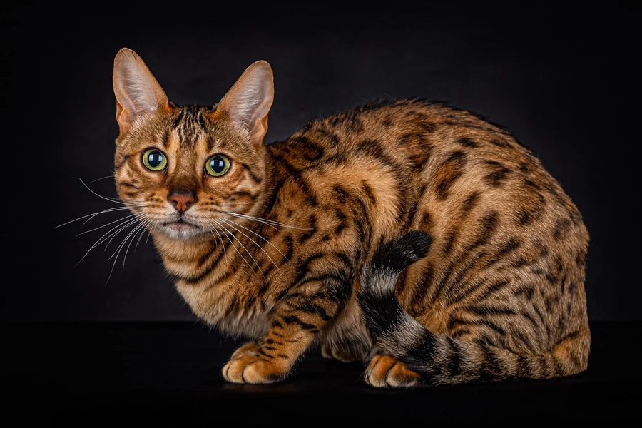 Chat bengal sur fond noir