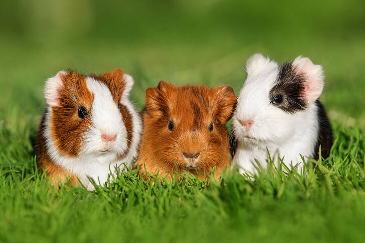 Guinea pigs in the grass