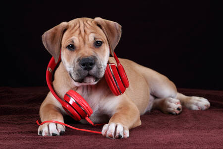 Ca-de-bo puppy with headphones