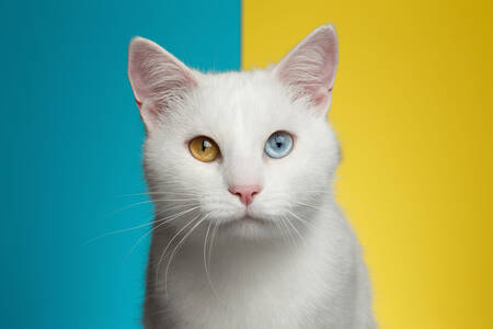 White cat with different eyes