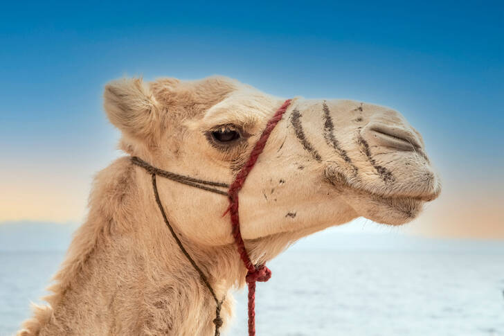 Portrait de chameau