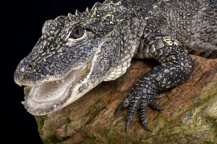 Alligator chinois