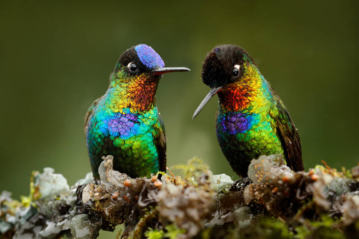 Beija-flores arco-íris