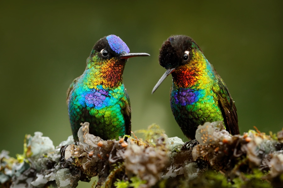 Regenboog kolibries