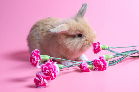 Rabbit and carnations
