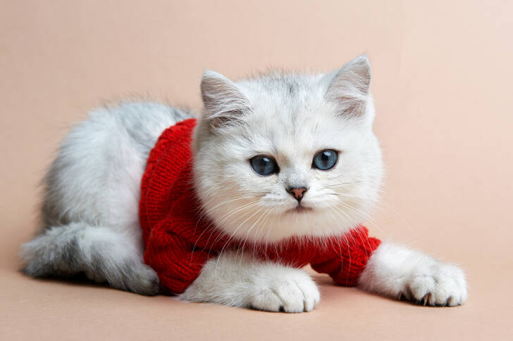 Gattino in un maglione rosso