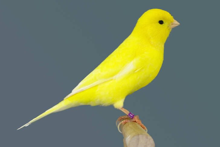 Yellow canary