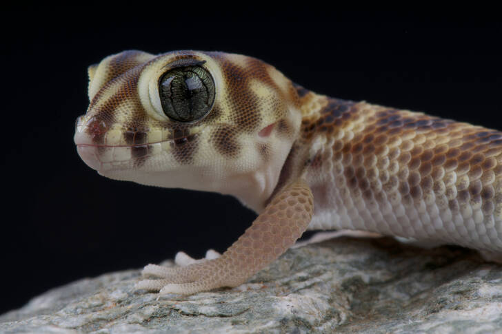 Little gecko