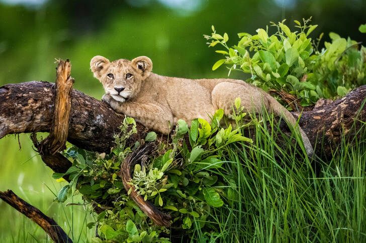 Löwenjunges auf einem Baumstamm
