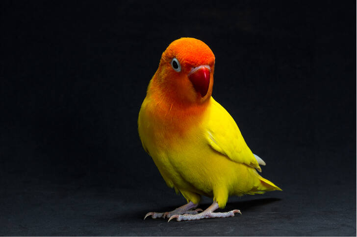 Жълта влюбена птица